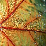 Das User-Bild des Tages - August 2006 - Bild 5