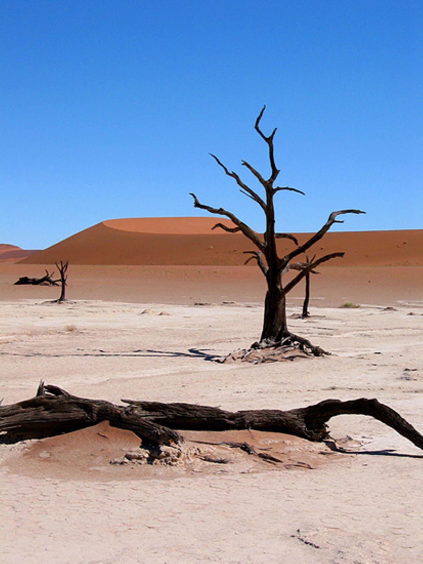 Das User-Bild des Tages - August 2006 - Bild 6