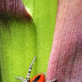 Das User-Bild des Tages - August 2006 - Bild 23