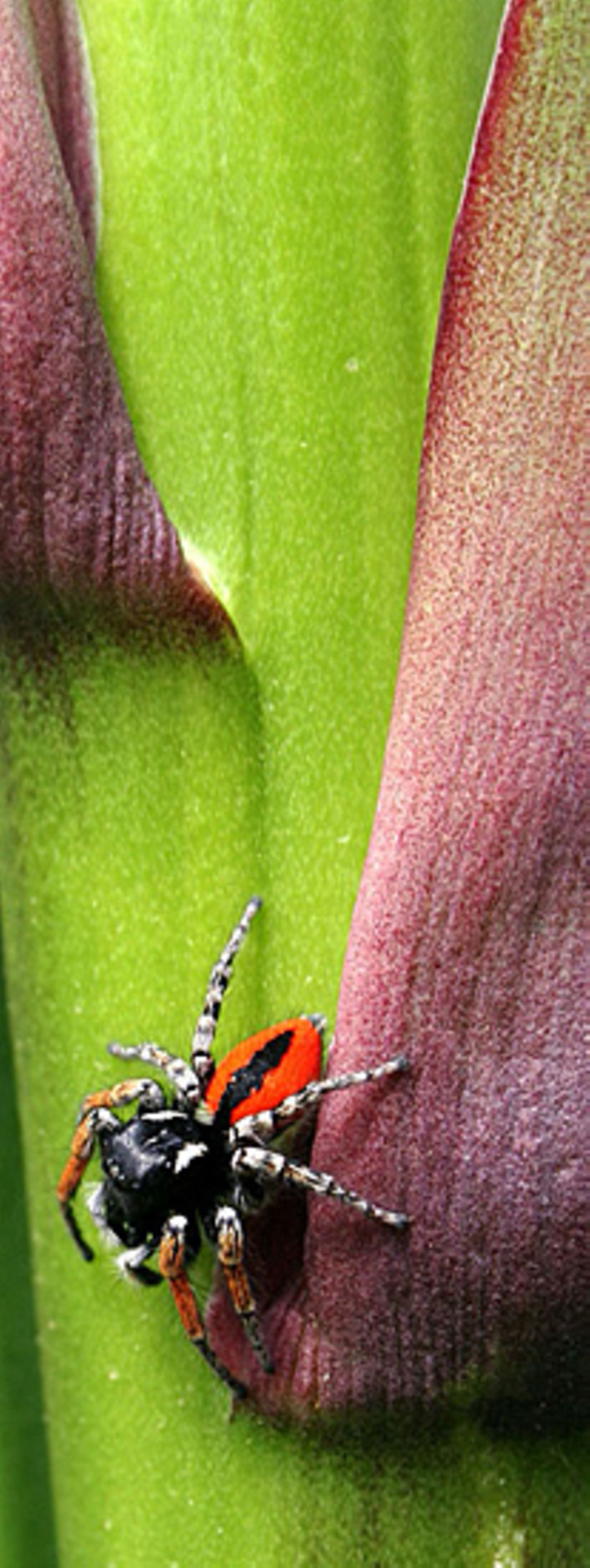 Das User-Bild des Tages - August 2006 - Bild 23