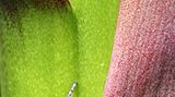 Das User-Bild des Tages - August 2006 - Bild 23