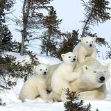 Tierfotograf Milse: Eisbären, Tiger & Co.