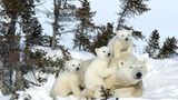 Tierfotograf Milse: Eisbären, Tiger & Co.