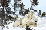 Tierfotograf Milse: Eisbären, Tiger & Co.
