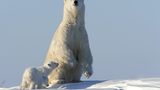 Tierfotograf Milse: Eisbären, Tiger & Co. - Bild 2