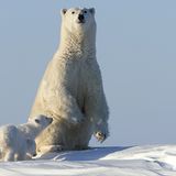 Tierfotograf Milse: Eisbären, Tiger & Co. - Bild 2