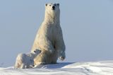 Tierfotograf Milse: Eisbären, Tiger & Co. - Bild 2