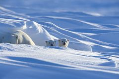 Tierfotograf Milse: Eisbären, Tiger & Co. - Bild 3