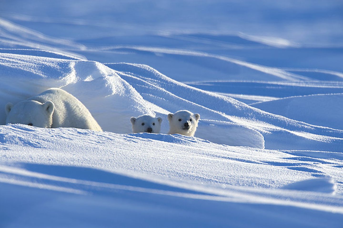 Tierfotograf Milse: Eisbären, Tiger & Co. - Bild 3