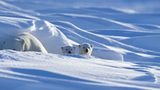 Tierfotograf Milse: Eisbären, Tiger & Co. - Bild 3