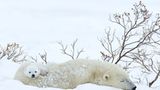 Tierfotograf Milse: Eisbären, Tiger & Co. - Bild 4