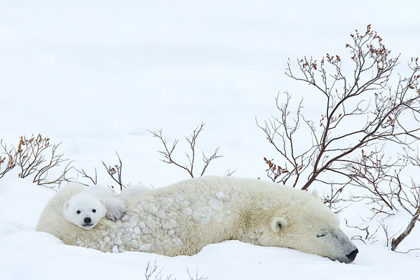 Tierfotograf Milse: Eisbären, Tiger & Co. - Bild 4
