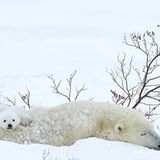 Tierfotograf Milse: Eisbären, Tiger & Co. - Bild 4