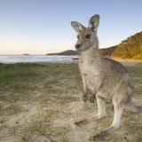 Tierfotograf Milse: Eisbären, Tiger & Co. - Bild 5