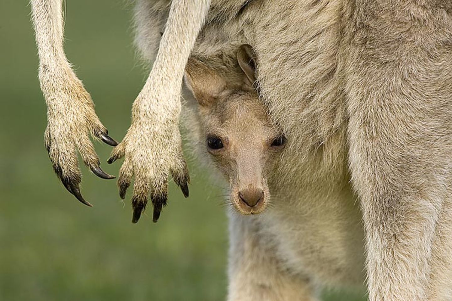 Tierfotograf Milse: Eisbären, Tiger & Co. - Bild 6