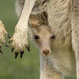 Tierfotograf Milse: Eisbären, Tiger & Co. - Bild 6