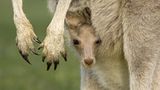Tierfotograf Milse: Eisbären, Tiger & Co. - Bild 6