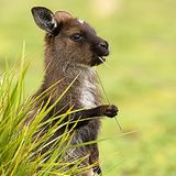 Tierfotograf Milse: Eisbären, Tiger & Co. - Bild 7