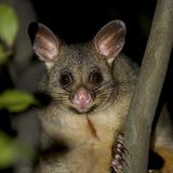 Tierfotograf Milse: Eisbären, Tiger & Co. - Bild 8