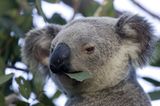 Tierfotograf Milse: Eisbären, Tiger & Co. - Bild 9