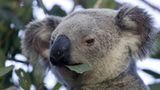 Tierfotograf Milse: Eisbären, Tiger & Co. - Bild 9