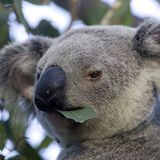 Tierfotograf Milse: Eisbären, Tiger & Co. - Bild 9