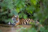 Tierfotograf Milse: Eisbären, Tiger & Co. - Bild 10