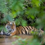 Tierfotograf Milse: Eisbären, Tiger & Co. - Bild 10