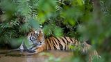 Tierfotograf Milse: Eisbären, Tiger & Co. - Bild 10