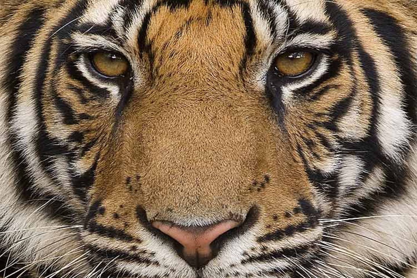 Tierfotograf Milse: Eisbären, Tiger & Co. - Bild 11