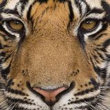 Tierfotograf Milse: Eisbären, Tiger & Co. - Bild 11