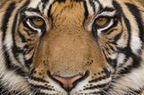 Tierfotograf Milse: Eisbären, Tiger & Co. - Bild 11