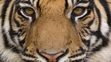 Tierfotograf Milse: Eisbären, Tiger & Co. - Bild 11