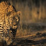 Tierfotograf Milse: Eisbären, Tiger & Co. - Bild 12