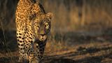Tierfotograf Milse: Eisbären, Tiger & Co. - Bild 12