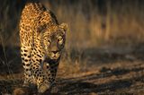 Tierfotograf Milse: Eisbären, Tiger & Co. - Bild 12