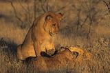 Tierfotograf Milse: Eisbären, Tiger & Co. - Bild 13