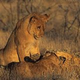 Tierfotograf Milse: Eisbären, Tiger & Co. - Bild 13