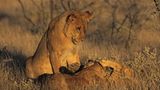 Tierfotograf Milse: Eisbären, Tiger & Co. - Bild 13