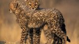 Tierfotograf Milse: Eisbären, Tiger & Co. - Bild 14