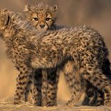 Tierfotograf Milse: Eisbären, Tiger & Co. - Bild 14