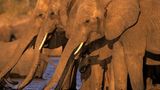 Tierfotograf Milse: Eisbären, Tiger & Co. - Bild 15