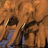 Tierfotograf Milse: Eisbären, Tiger & Co. - Bild 15