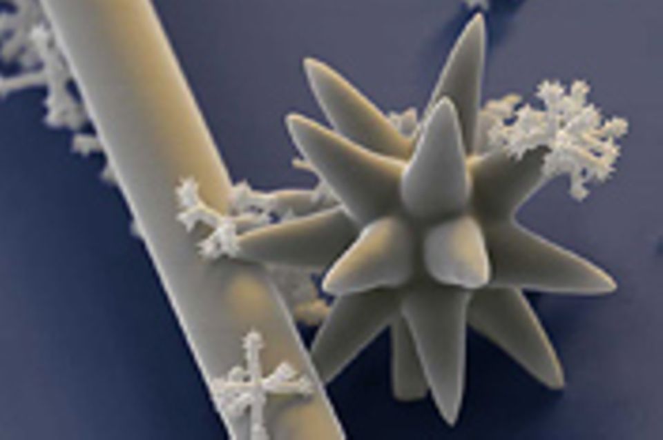Fotoshow: Die wundersame Welt der Biominerale