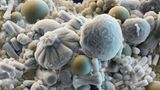 Fotoshow: Die wundersame Welt der Biominerale