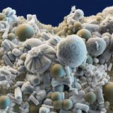 Fotoshow: Die wundersame Welt der Biominerale