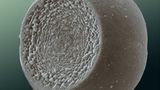 Fotoshow: Die wundersame Welt der Biominerale - Bild 3