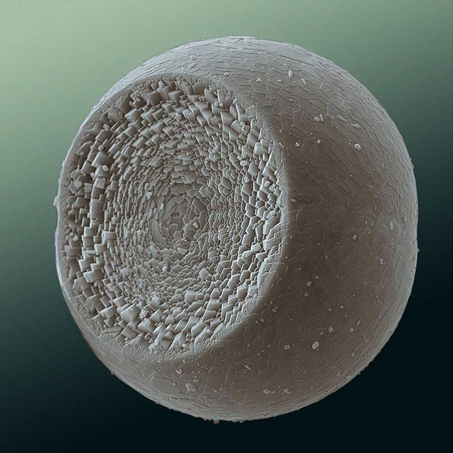 Fotoshow: Die wundersame Welt der Biominerale - Bild 3