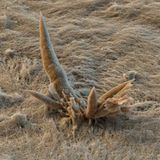 Fotoshow: Die wundersame Welt der Biominerale - Bild 4