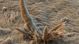 Fotoshow: Die wundersame Welt der Biominerale - Bild 4
